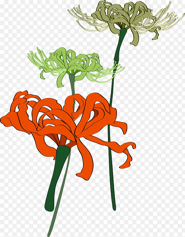 手绘韩式菊花植物