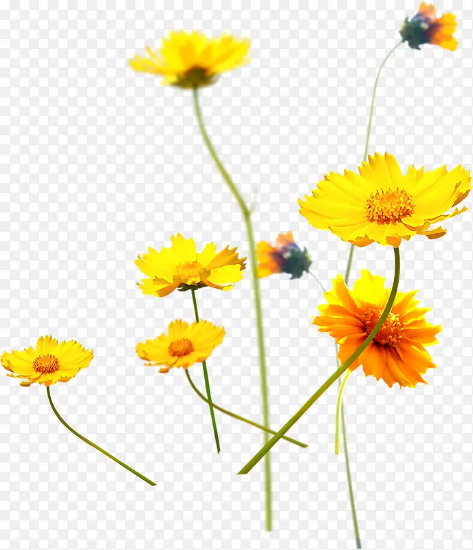 黄色夏季菊花装饰