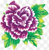 绿叶紫色菊花图片