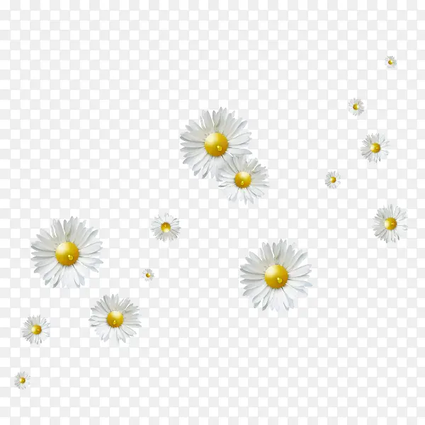 彩绘白色菊花漂浮