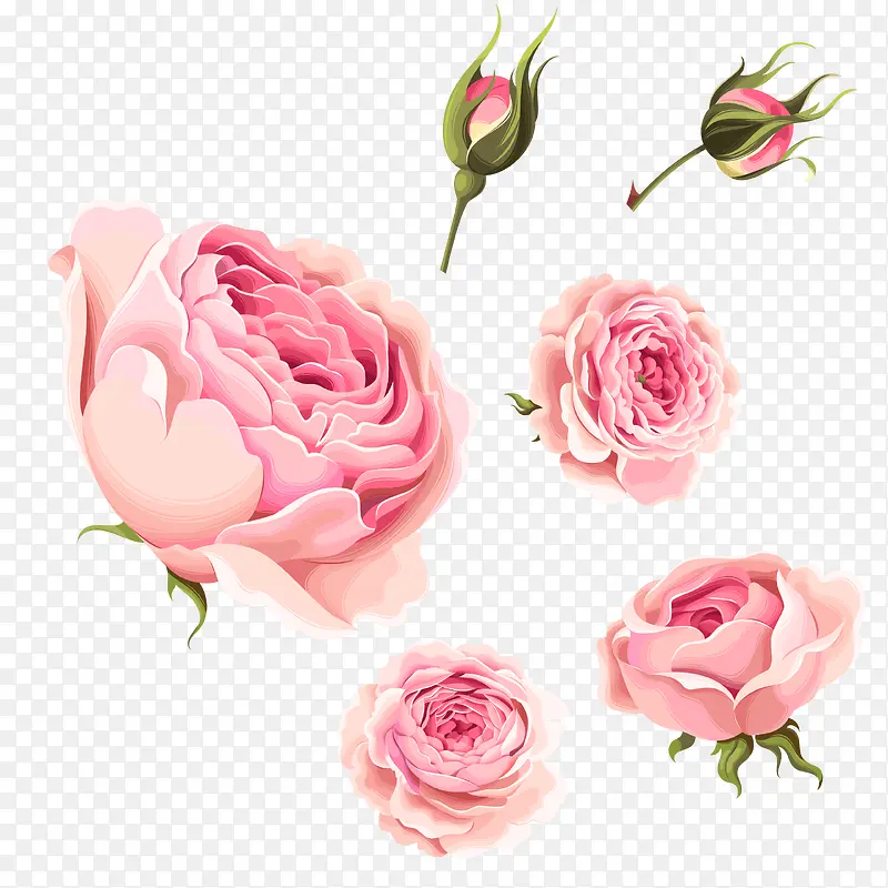 粉玫瑰 花骨朵