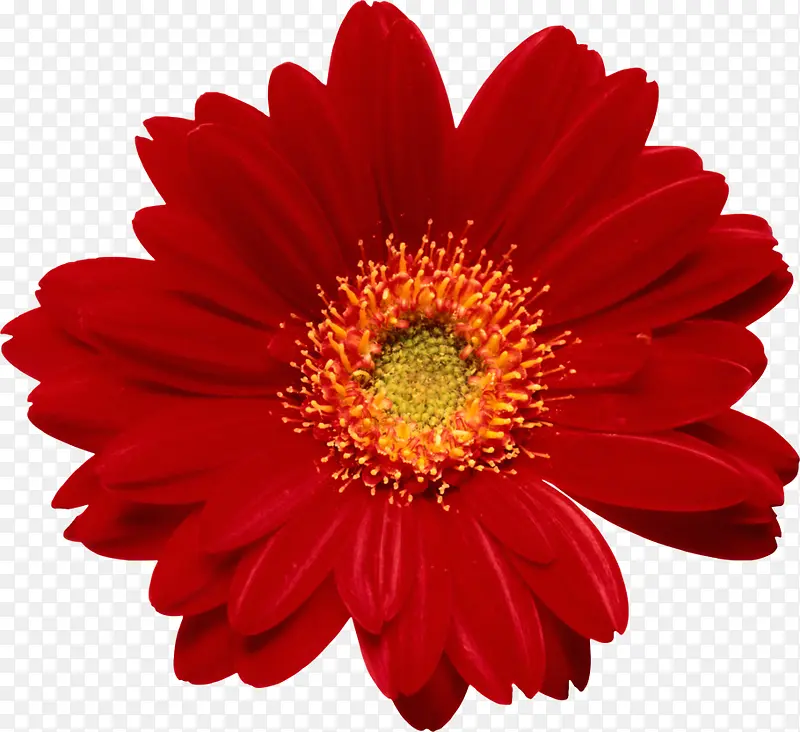 红色菊花装饰