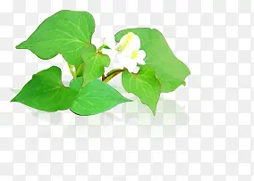 手绘绿色植物白色小花