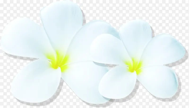 手绘两朵白色小花
