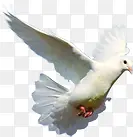 高清白色羽毛和平鸽