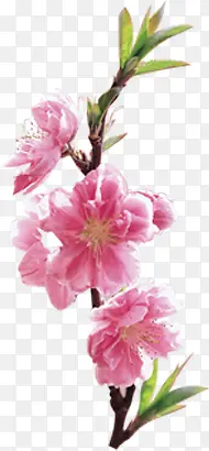 春天风景粉色桃花植物
