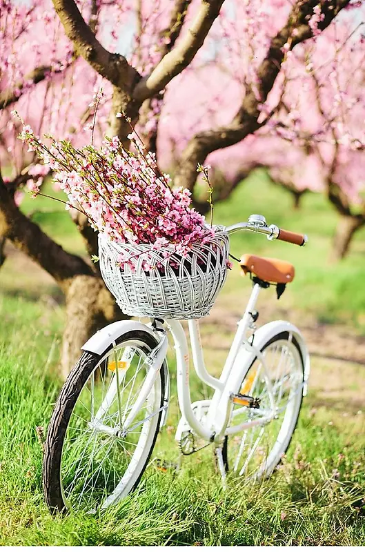 粉色桃花林自行车