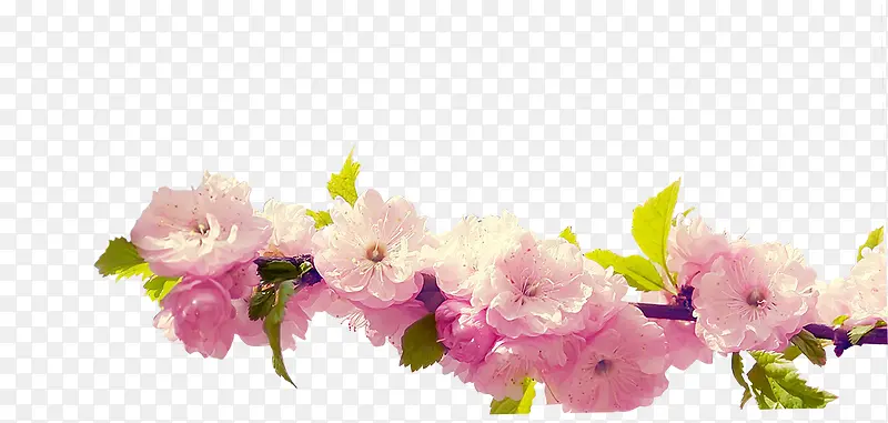 粉色高清桃花树枝