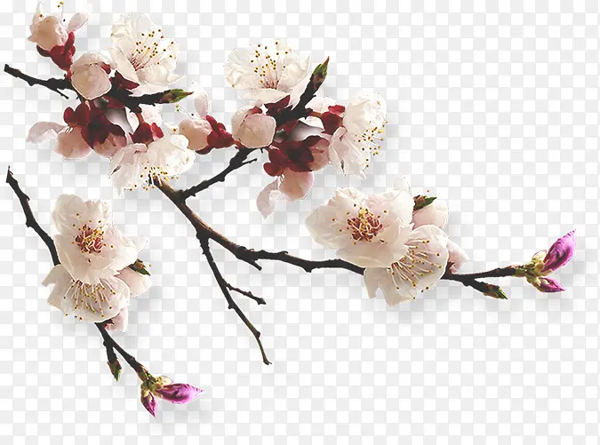 春天清新粉色桃花树枝