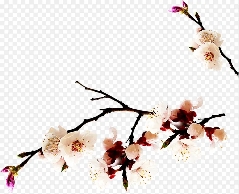 粉色春季桃花树枝