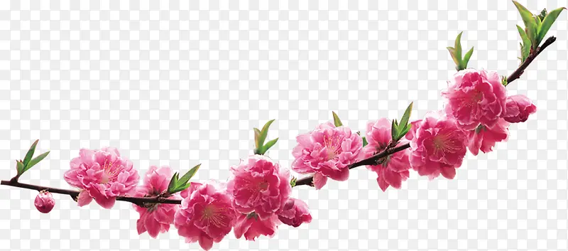 春天风景粉色桃花