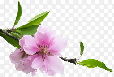 高清粉色桃花绿叶