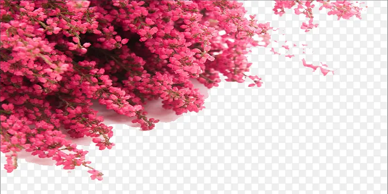 粉色桃花树素材