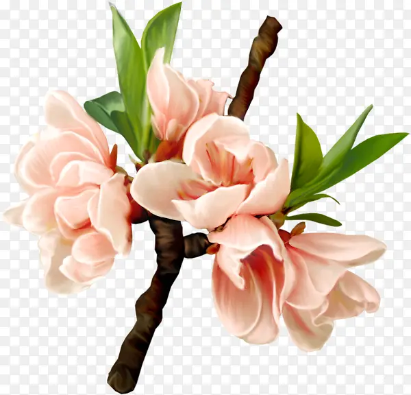 手绘水彩桃花枝