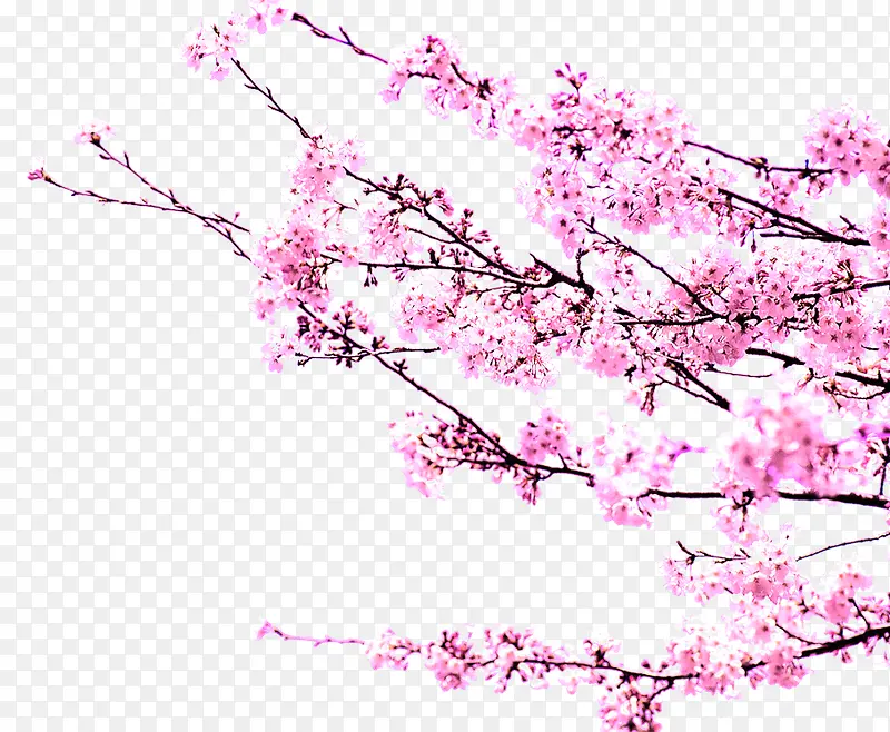春天粉色树枝桃花装饰