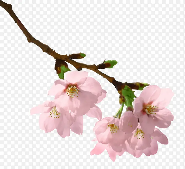 粉嫩桃花枝装饰图案