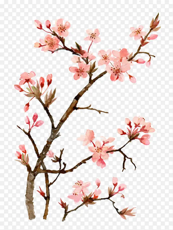 水彩桃花