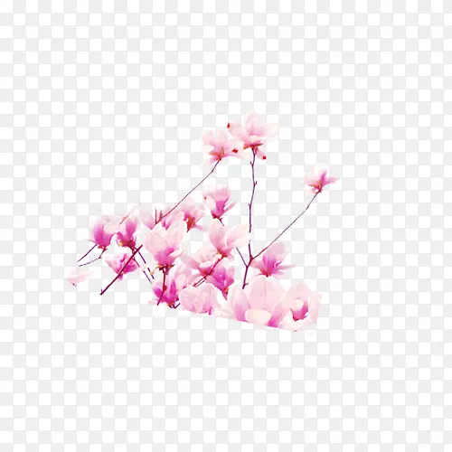 粉色同阿华