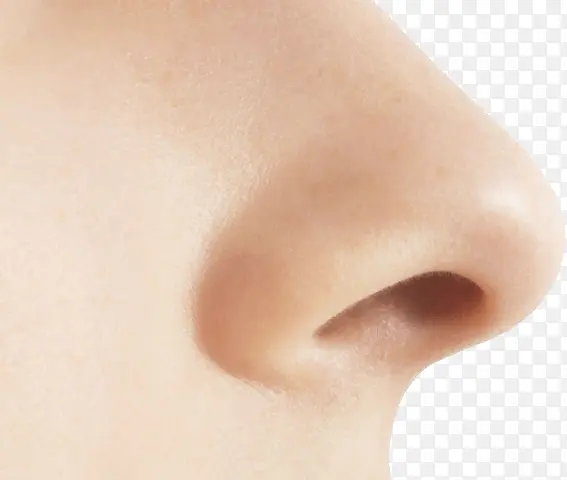 鼻子器官