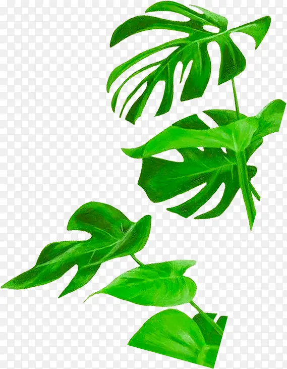 绿色叶子植物秋天海报效果
