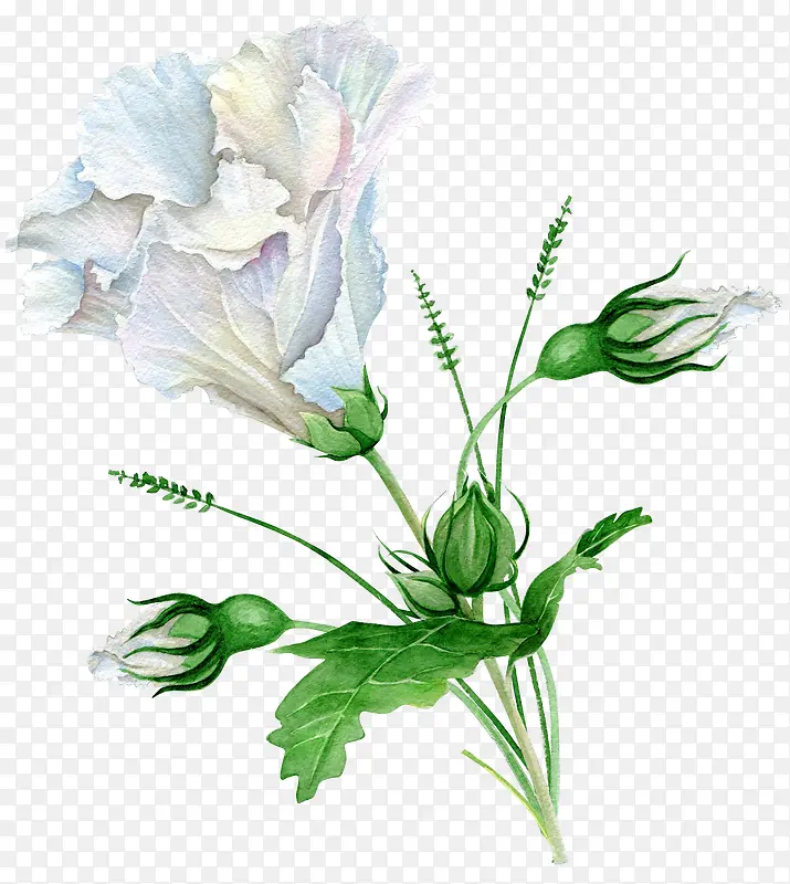 手绘花朵