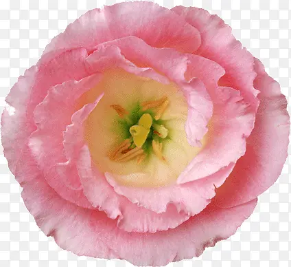 粉色的罂粟花