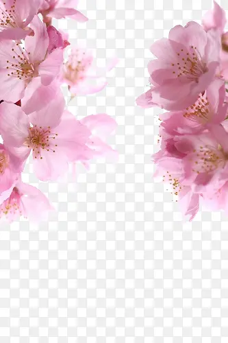 边花