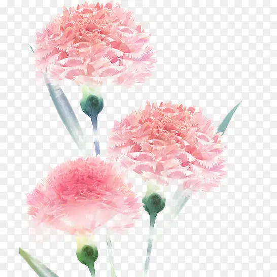 粉色康乃馨花朵手绘