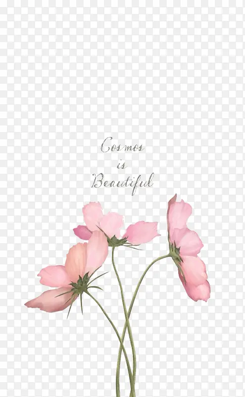 粉色的花朵