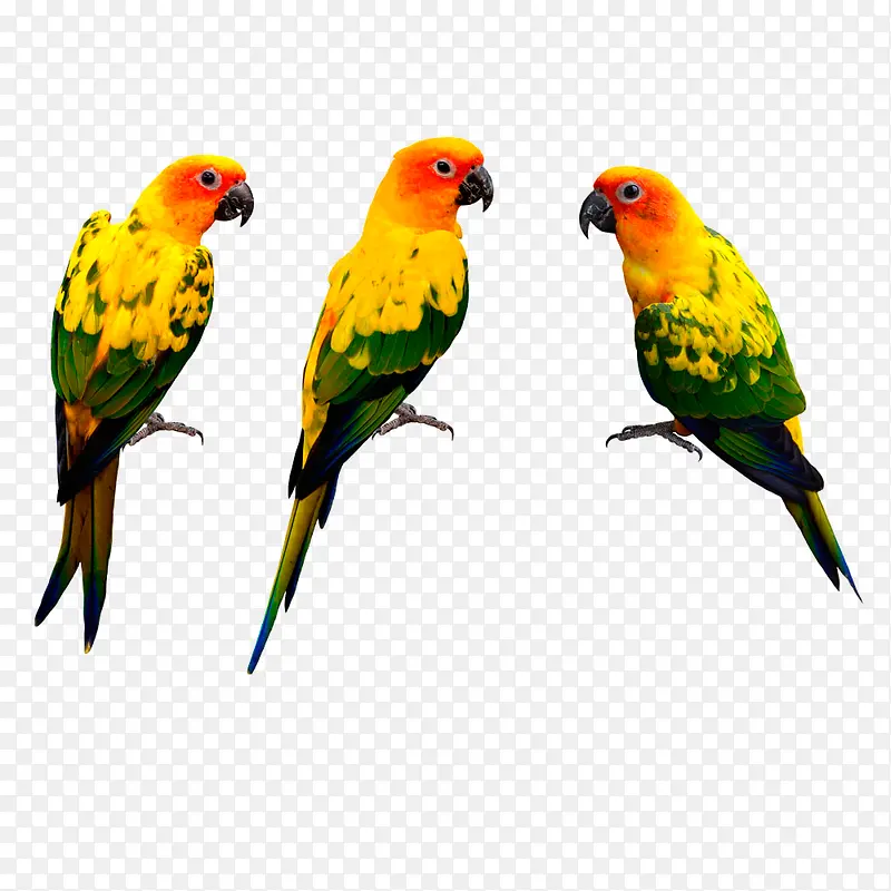 鸟黄鹂黄色的鸟