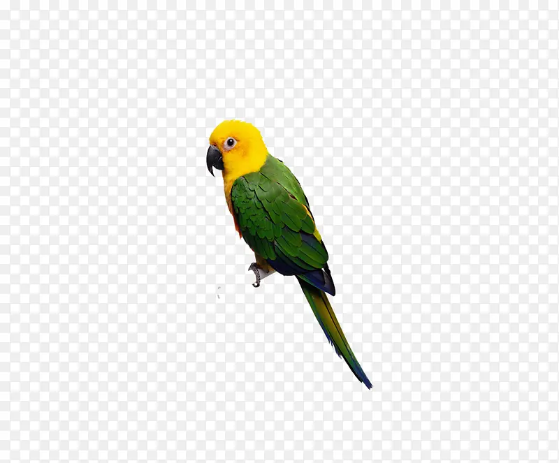 黄色的鸟