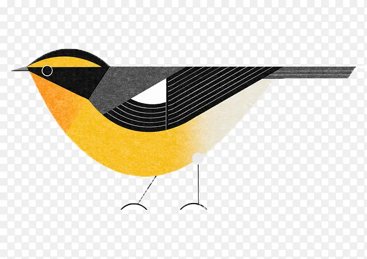 黑黄色可爱手绘黄鹂鸟