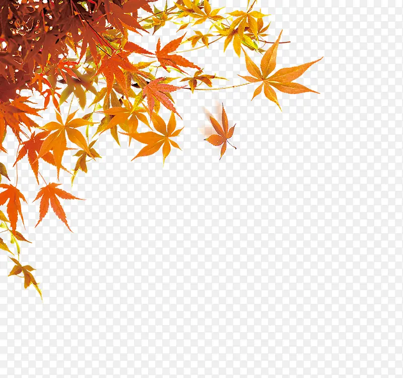 枫叶