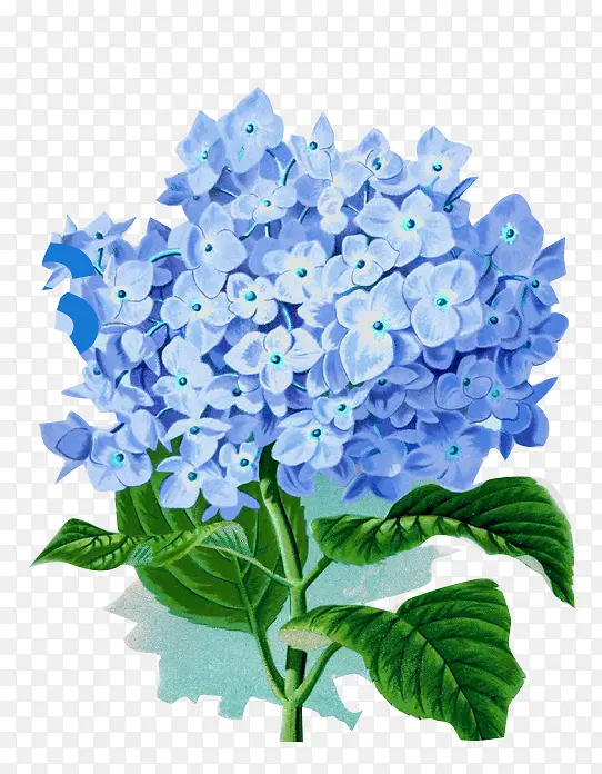 植物秋天蓝色卡通花朵