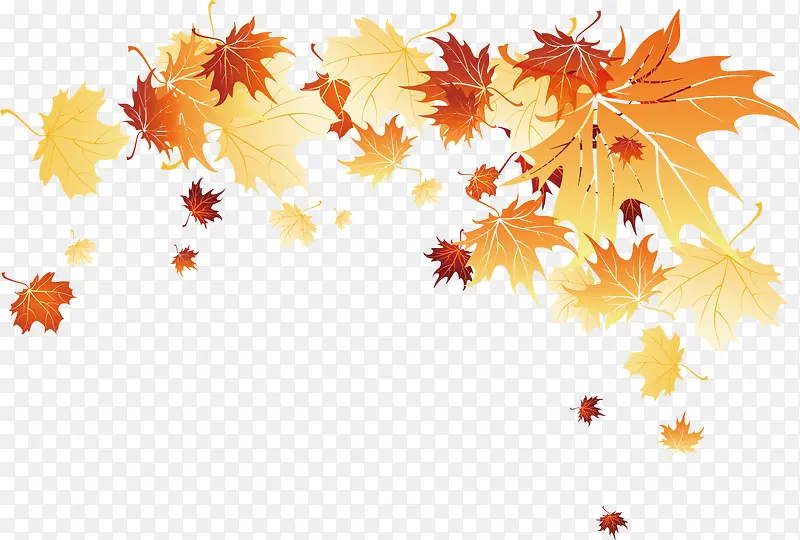 秋天 树叶 装饰
