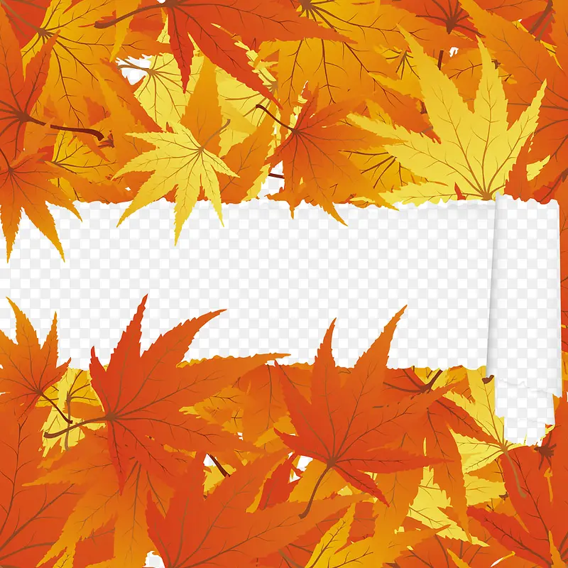 秋天枫叶