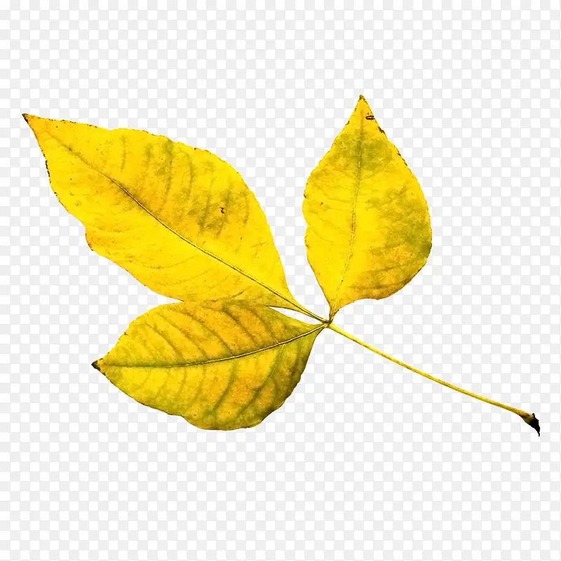 黄色的三片叶子
