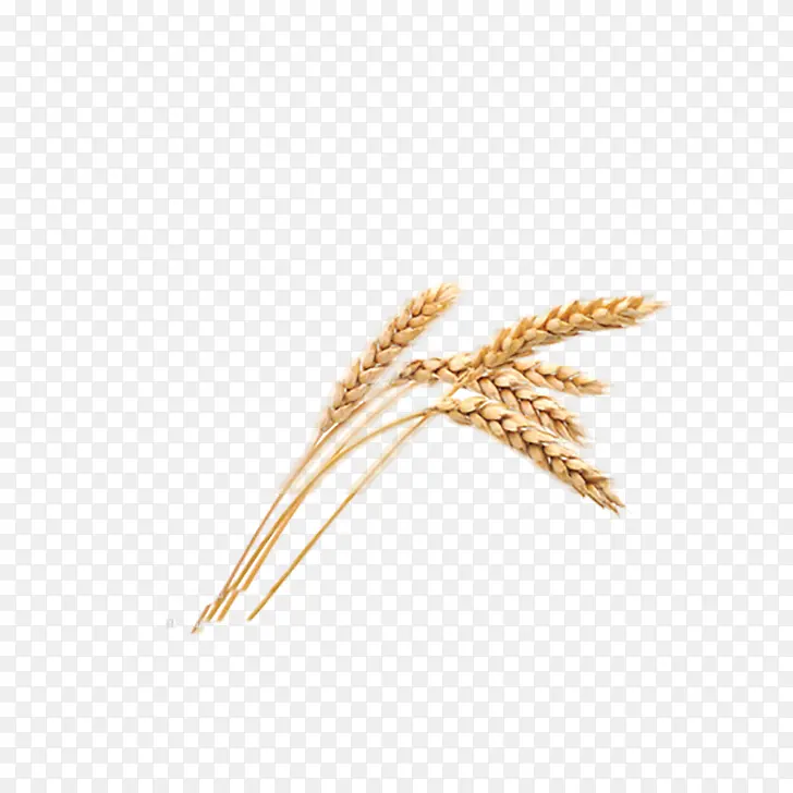 秋天的小麦