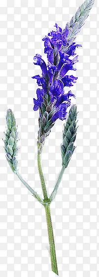 紫色花枝元素