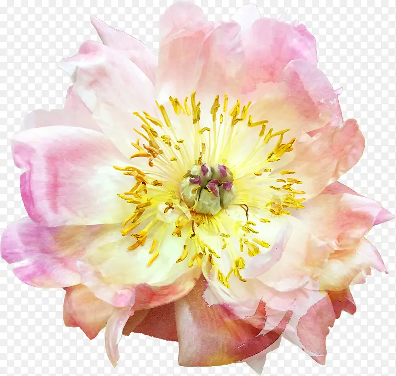 月季花