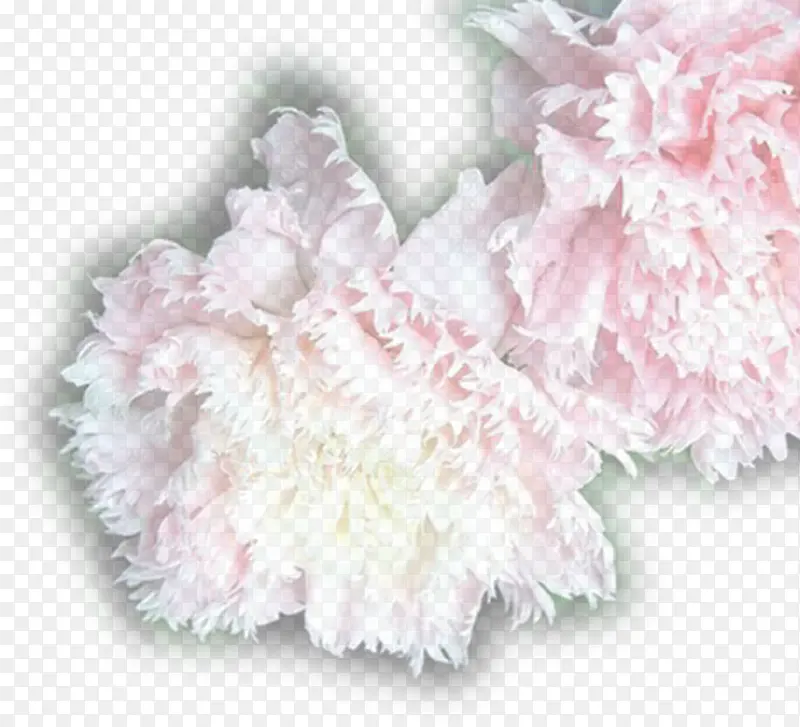 粉色高清花朵植物设计