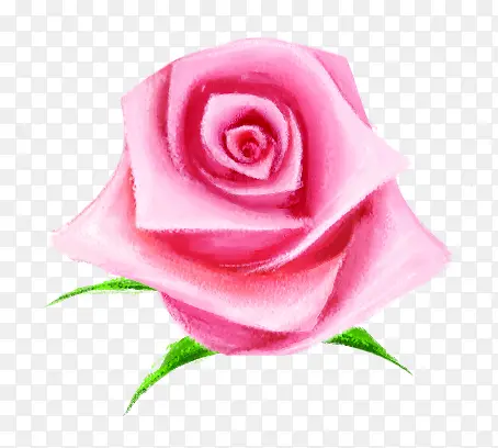 手绘粉色玫瑰花朵植物