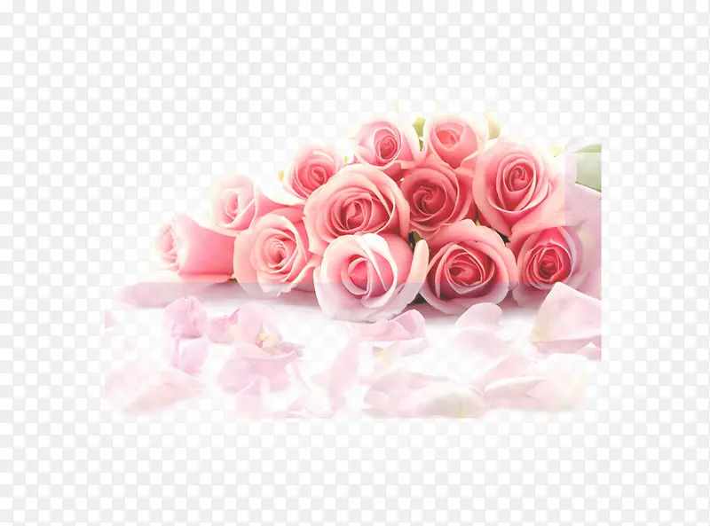 粉色玫瑰花朵礼物