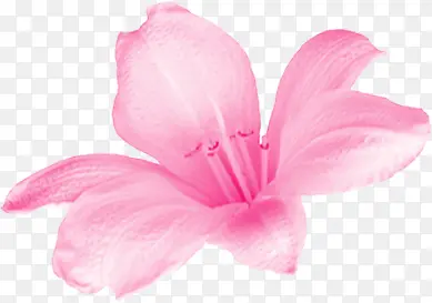 粉色高清花朵纹理