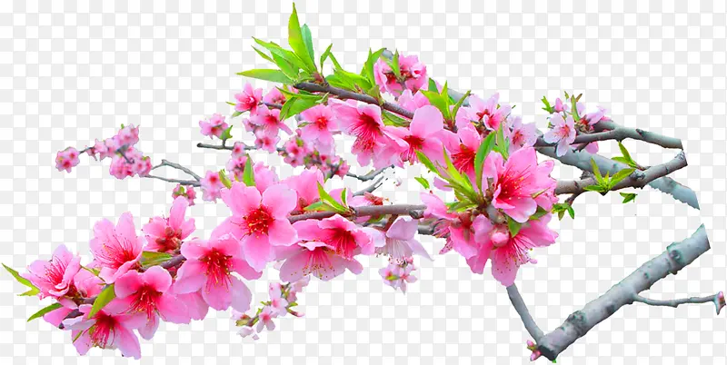 粉色春天花朵盛开美景
