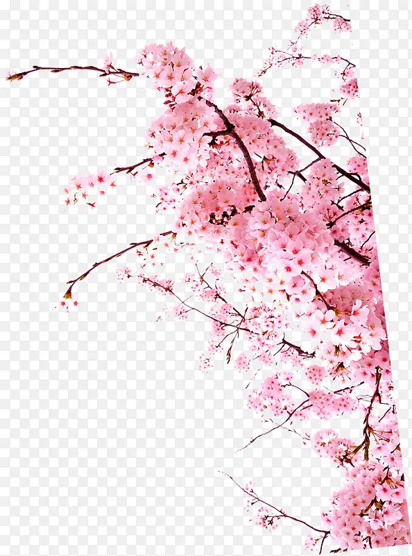 粉色温馨节日花朵树枝