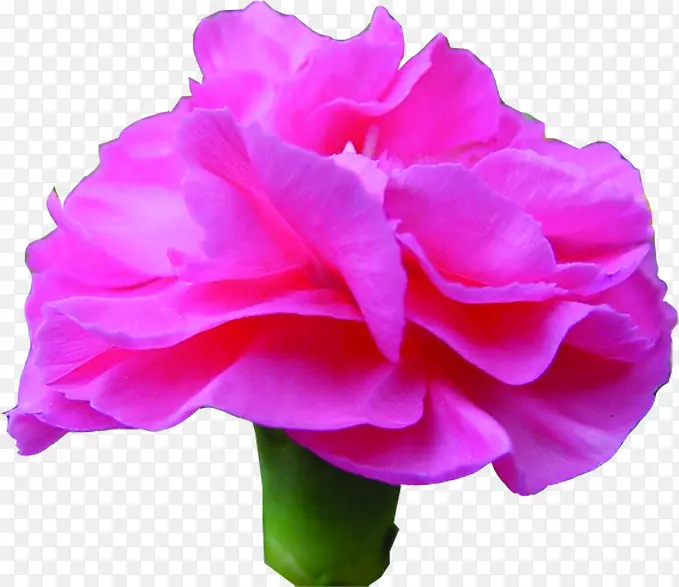 粉色美丽盛开康乃馨花朵