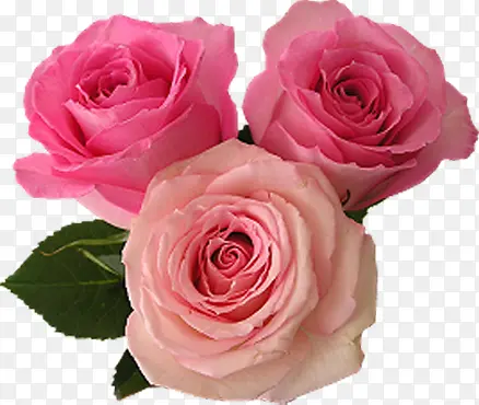 清新粉色玫瑰花朵