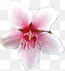 粉色水墨艺术花朵装饰