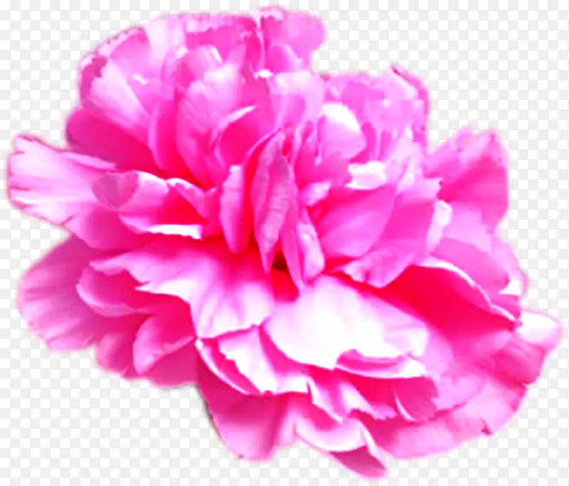 粉色可爱手绘风景花朵